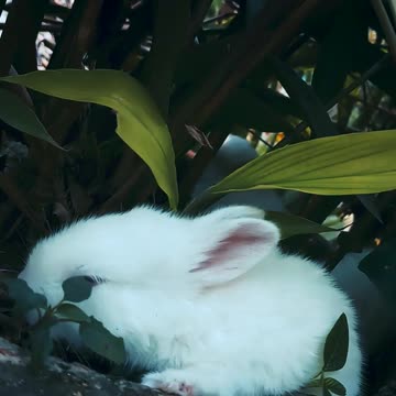 Most Adorable Rabbits