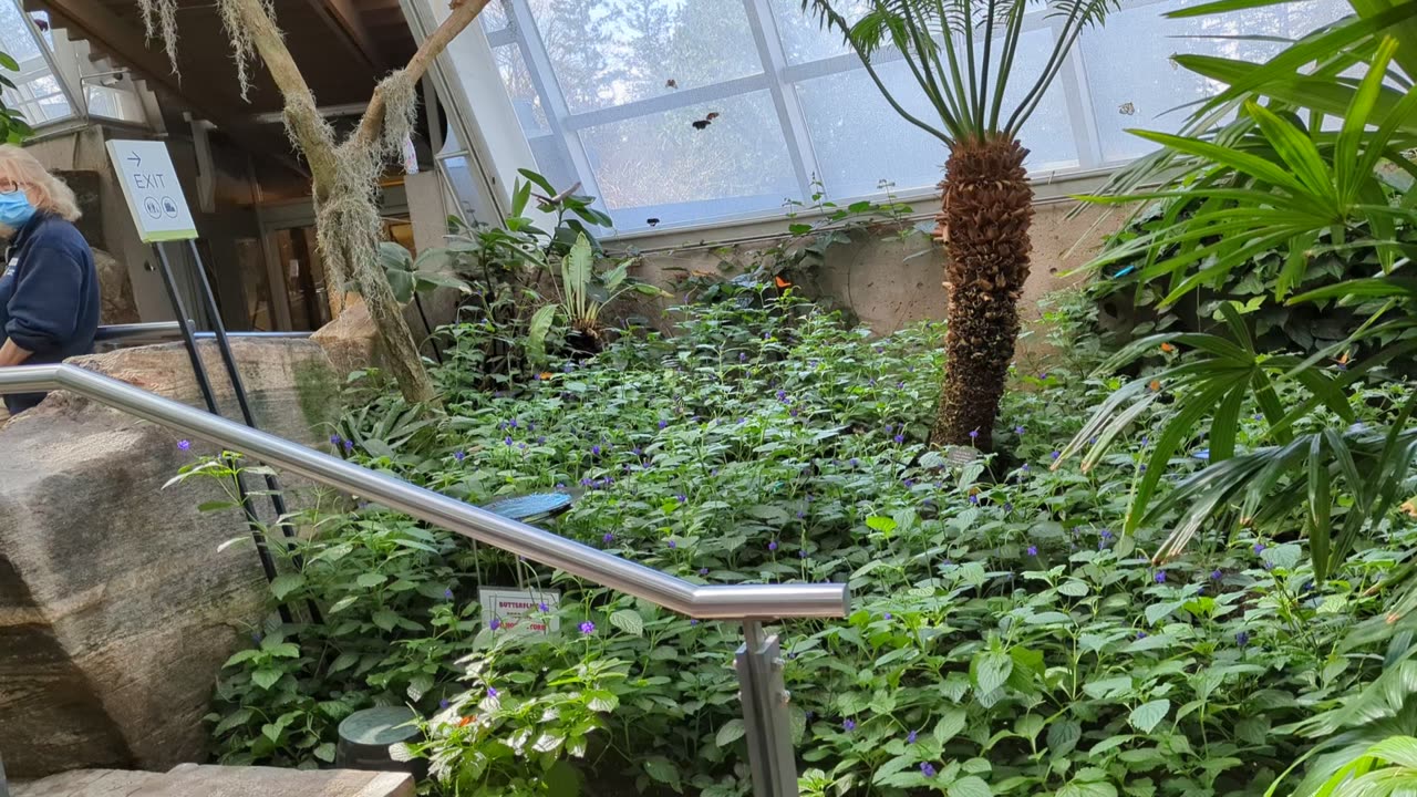 Butterfly Glance - Hettie & Tark visit the Butterfly Conservatory, Niagara Falls.