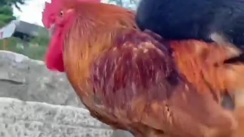 The rooster carries a disabled dog on his back