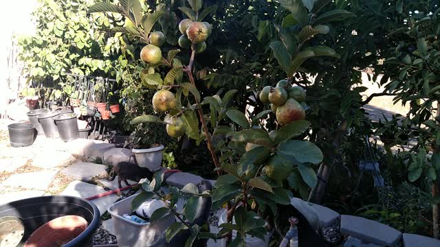 Guavas on a 4 feet tree