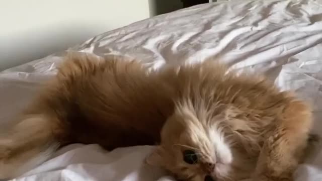 BROWNIE CUTE CAT PLAYING ON BED || MUST WATCH.