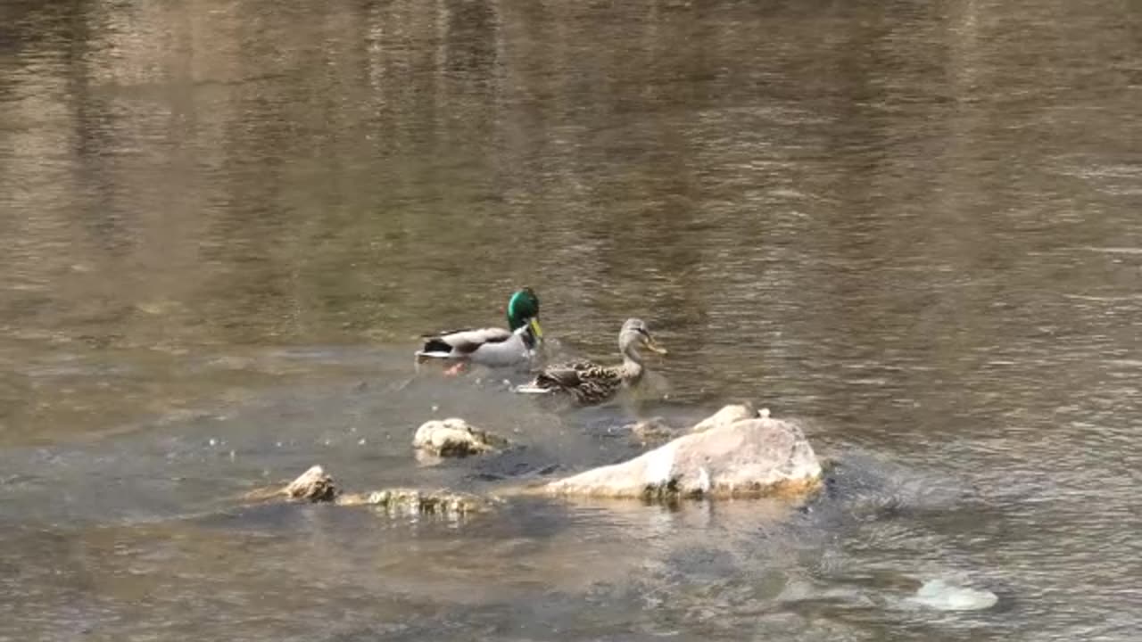 Mallard's a drake and a hen