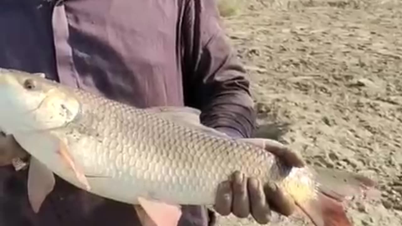 Carp Fishing By Syed Yasir Sb at Sindh River | 30/30/09/23