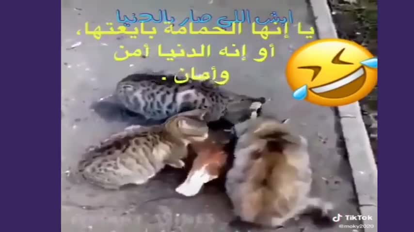 Funny pets 2
