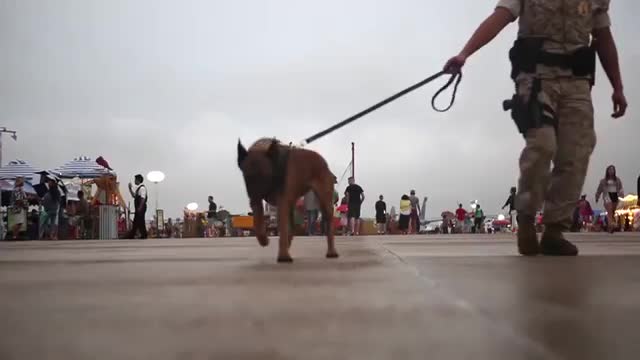 PMO marines prove why k9's make the best teammates..