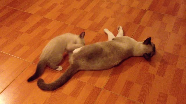 a-kitten-plays-with-its-mother-cat