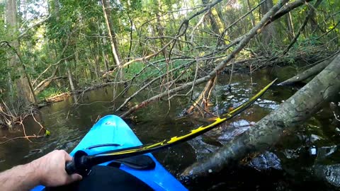 Kayaker Has a Very Close Encounter with Alligator in North Carolina