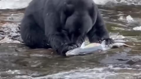 Black Bear Feasts on Salmon Eggs in Alaska 🐻🐟 | Wildlife in Action