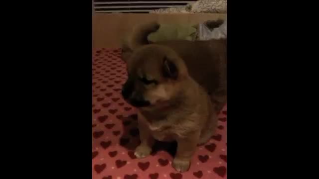 Cute Shiba Inu Pups!