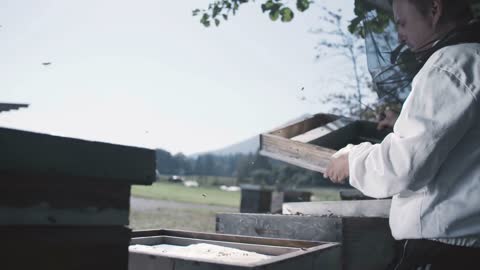 Beekeeper closing his beehive in a beekeeping jacket