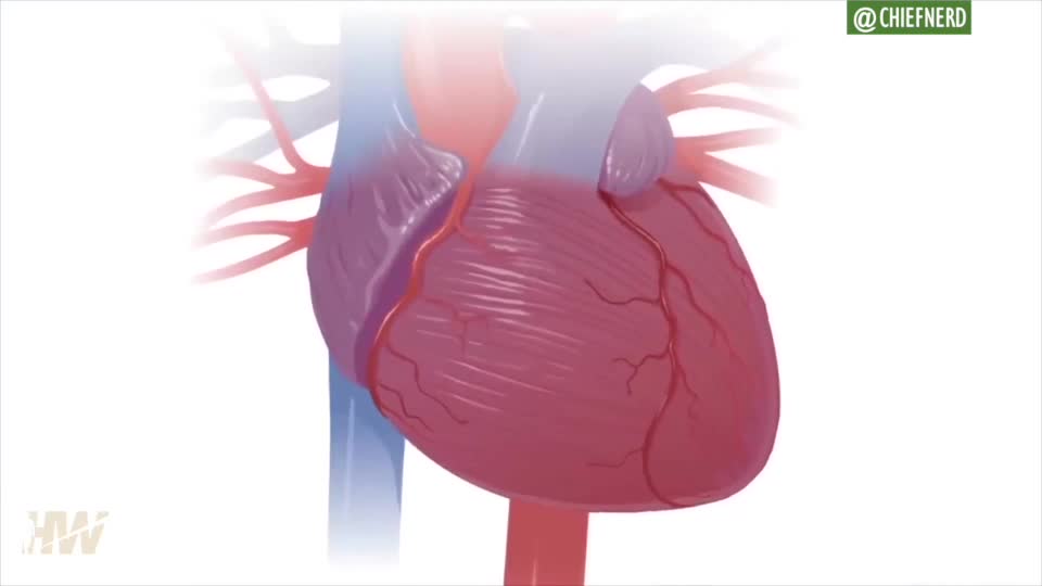 Dr. Peter McCullough reviews the autopsies from two teenage boys who died days after the vaccine