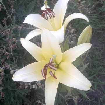 New lilies