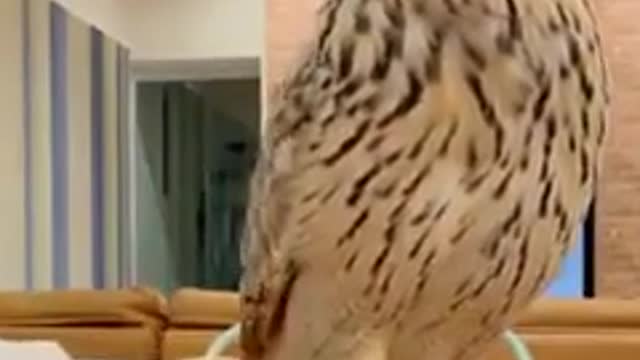 domesticated owl pet