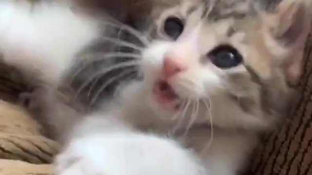 🐱🐱🐱