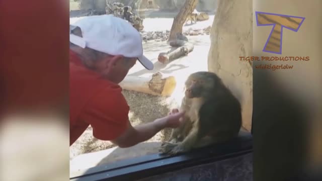 WACTH AS THIS MAN PERFORMS A MAGIC TRICK IN FRONT OF A MONKEY