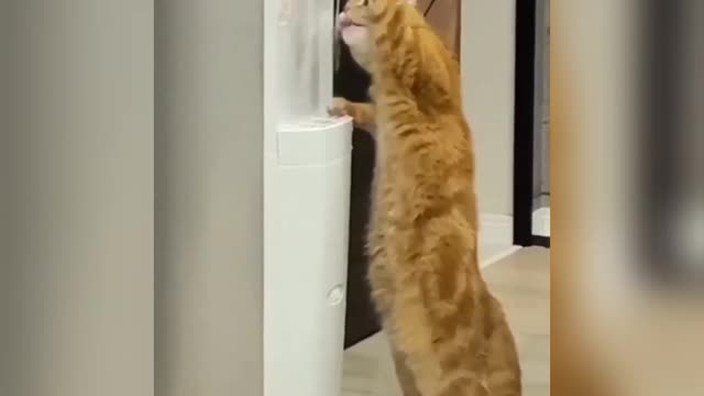 Cute and Funny Cat Videos to Keep You Smiling!😻 Don't try to hold back Laughter😹