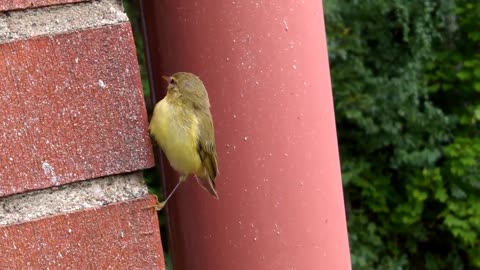 Cute Little Sleepy Wild Bird was sleeping on balcony