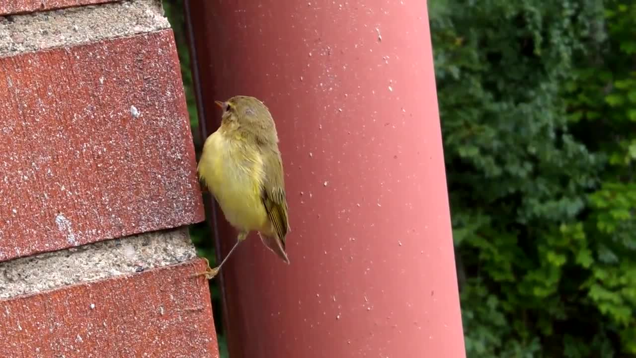 Cute Little Sleepy Wild Bird was sleeping on balcony