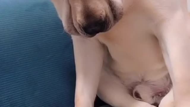 Doggy style exposed