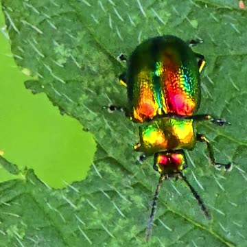 Green peppermint beetle / beautiful insect with neon colours in nature.