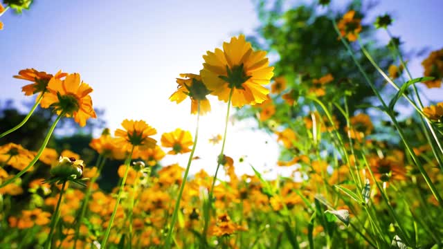 Small yellow flowers