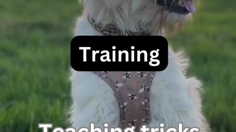 Dog Training