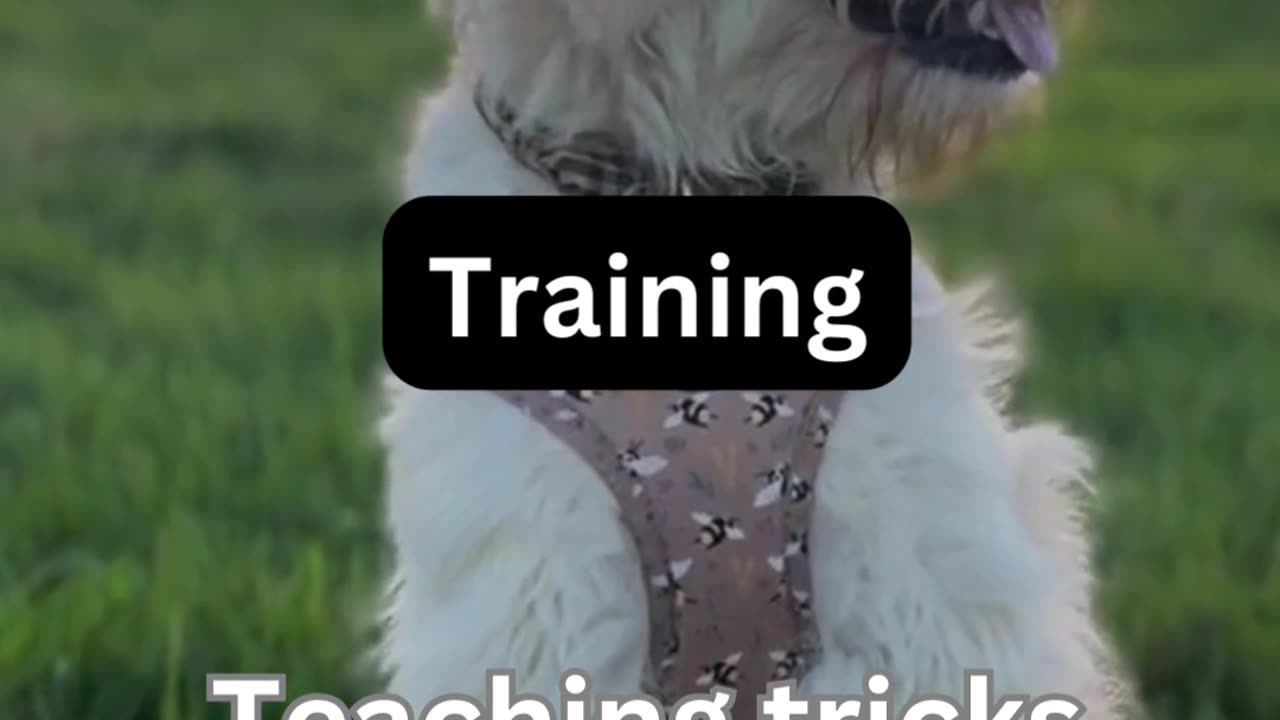 Dog Training