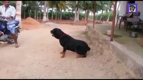 How To Teach Your Dogs To Be Aggressive In 7 Days : How to Make Your Dog Aggressive : PETS PLAZA