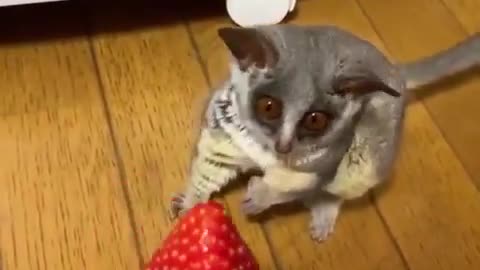 Is...is this thing supposed to be food?”