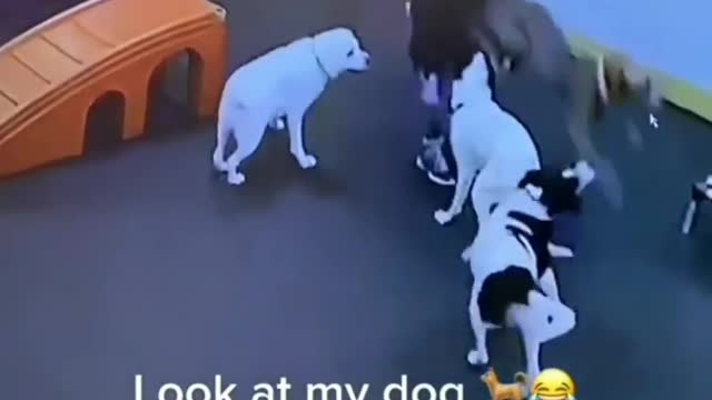 Look at my dogs 😆😆