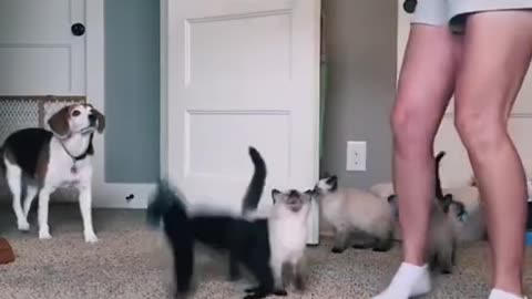 Hungry pets