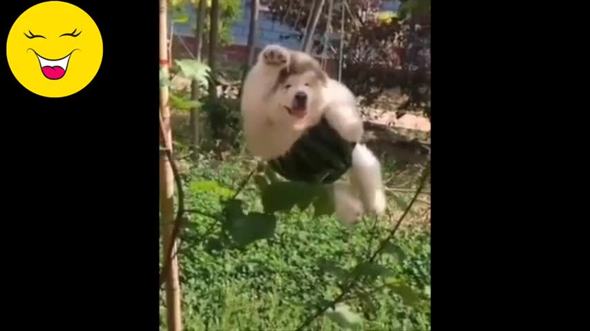 Best and funniest compilation videos.