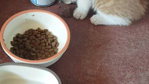 A palm-sized kitten eating a can of tuna.