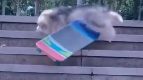 CUTE dog funny video #