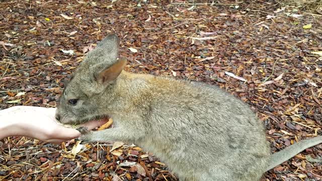 Baby Walibi Enjoys Her Feeding!