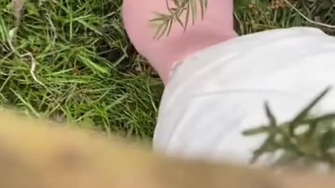 A man found a strange nest of eggs on a broken tree branch and the ending