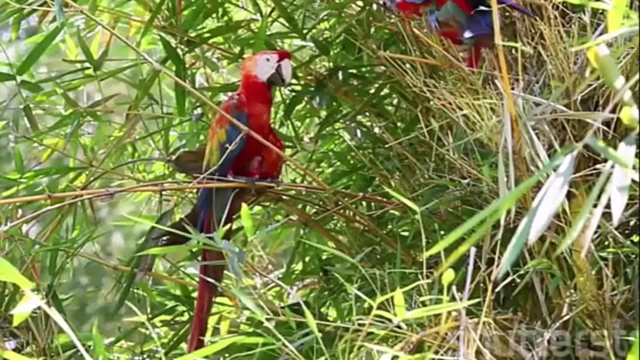 Discover the Stunning Blue and Yellow Macaw of the Amazon