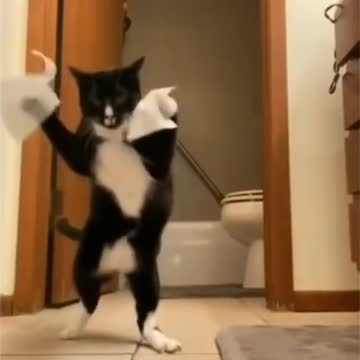 FunnyCats Funny Animals