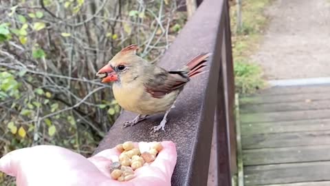 Hand-Feeding a Pair of Northern Cardinals in Slow Motion.