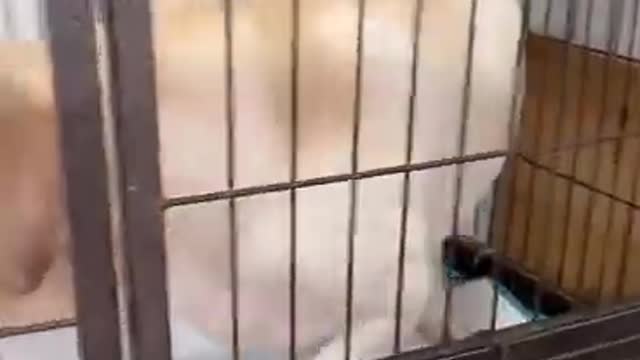 Funny Dog reaction