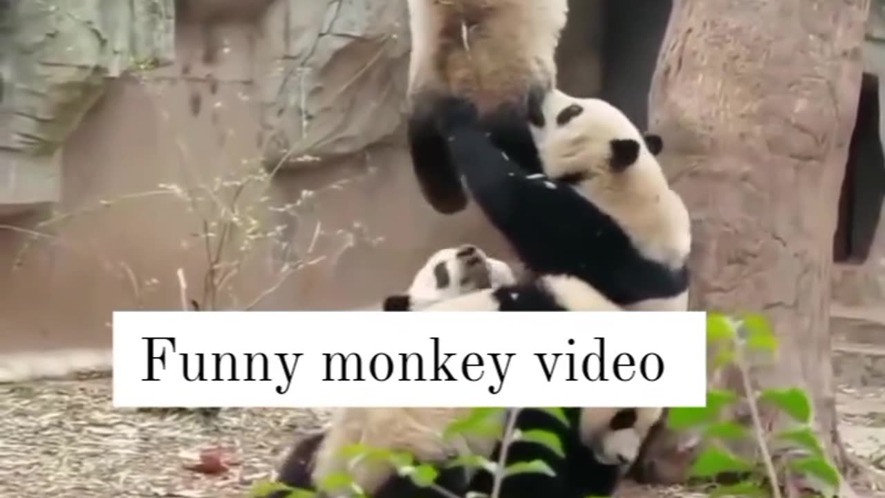 Panda kidz funny moments