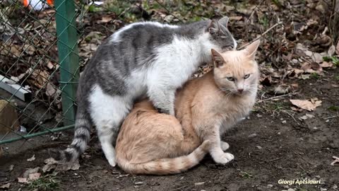 Male Cat wants to be with the Female Cat