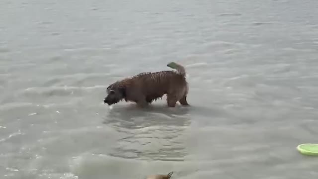 this cute dog is trying to find his frisbee underwater