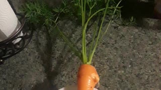 CARROTS FROM MY BACKYARD