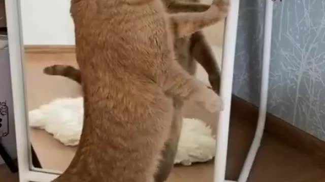 funny cat video