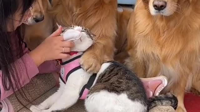 Animals are reincarnations of wise men