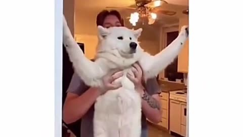 😂🐾 Funniest Animal Moments - You Won't Stop Laughing! Part-21