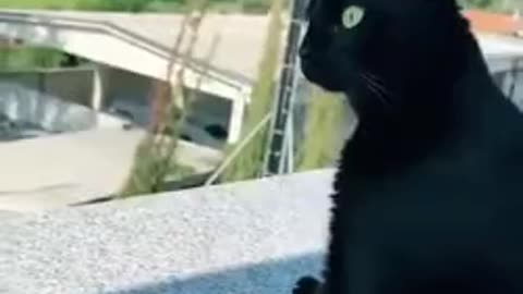 Cat Eagerly Listening To Screaming