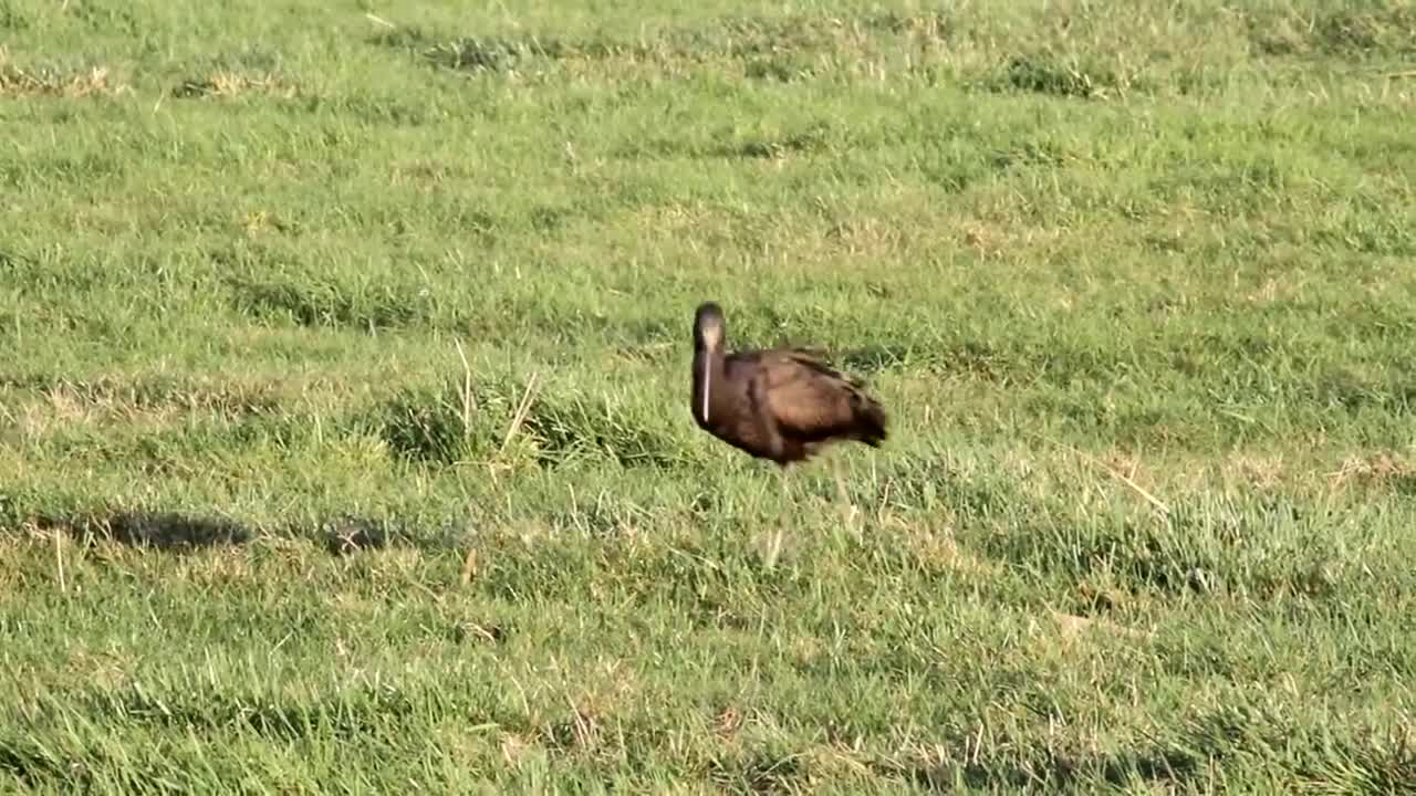 Glossy Ibis Bird