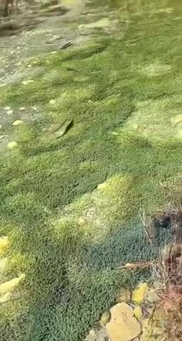 Fish pond in New Zealand so clear the water